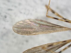 Amphineurus hudsoni