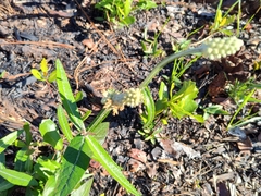 Pterocaulon pycnostachyum