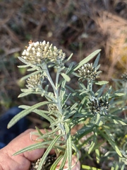Gnaphaliothamnus salicifolius