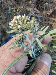 Gnaphaliothamnus salicifolius
