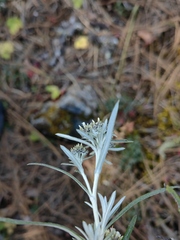 Gnaphaliothamnus salicifolius