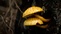 Pholiota glutinosa