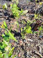 Pterocaulon pycnostachyum