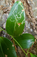 Marmara smilacisella