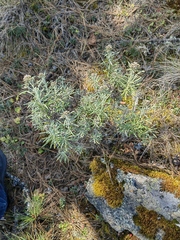 Gnaphaliothamnus salicifolius