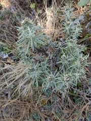 Gnaphaliothamnus salicifolius