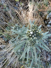 Gnaphaliothamnus salicifolius