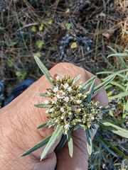 Gnaphaliothamnus salicifolius