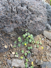 Nanorrhinum elegans