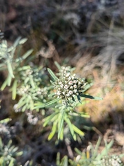 Gnaphaliothamnus salicifolius