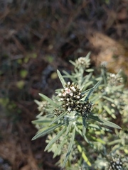 Gnaphaliothamnus salicifolius