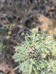 Gnaphaliothamnus salicifolius