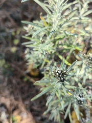 Gnaphaliothamnus salicifolius