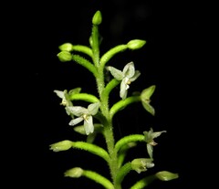 Cranichis diphylla