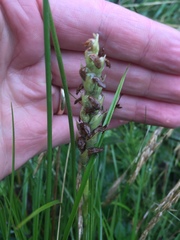 Spiranthes romanzoffiana