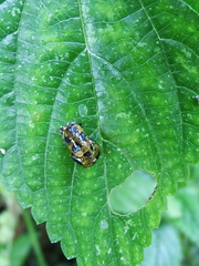 Harmonia dimidiata