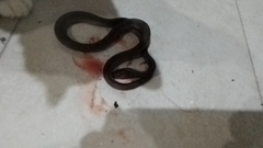 Colubridae