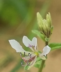 Cleome monophylla