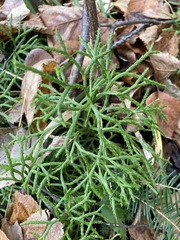 Diphasiastrum complanatum