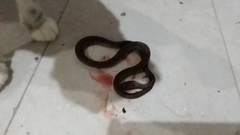 Colubridae