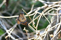 Danaus eresimus montezuma