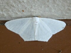 Sericoptera virginaria