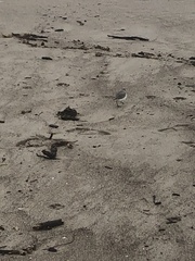 Anarhynchus frontalis