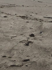 Anarhynchus frontalis