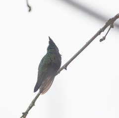 Orthorhyncus cristatus