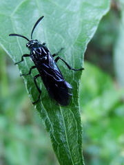 Arge similis