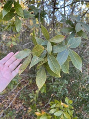 Carya floridana