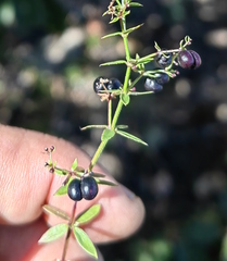 Galium aschenbornii