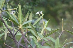 Plumeria alba
