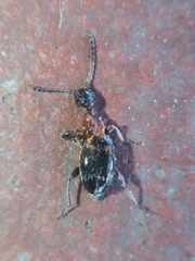 Anthelephila pedestris