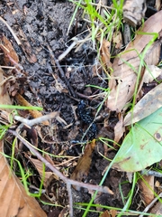 Plethodon mississippi