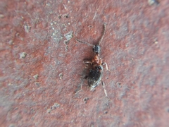 Anthelephila pedestris