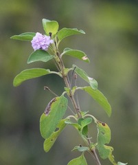 Lantana involucrata