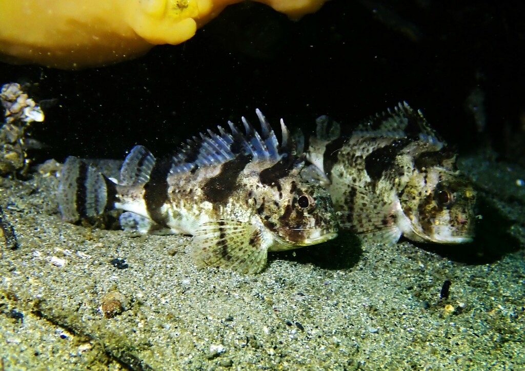 Eastern Fortescue