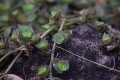 Callisia repens
