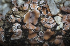 Psora decipiens