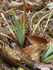 Iris verna