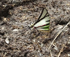 Protesilaus telesilaus