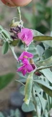 Tephrosia purpurea