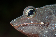 Rhinella castaneotica
