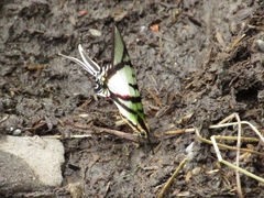 Protesilaus telesilaus