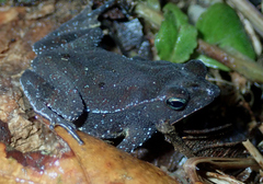 Rhinella castaneotica