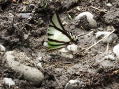 Protesilaus telesilaus