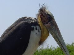 Leptoptilos javanicus