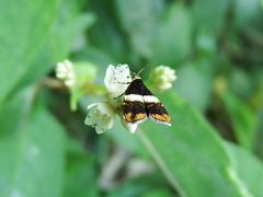 Choreutis basalis