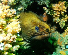 Gymnothorax prasinus